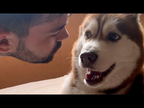 Husky Doesn't Want Kisses From Owner's Boyfriend