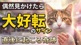 Goddess of Luck! 5 Spiritual Messages from Calico Cats [Exploding Luck]