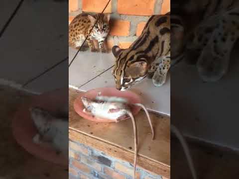 Video: Kucing Timur Jauh (kucing macan tutul): deskripsi, habitat, makanan