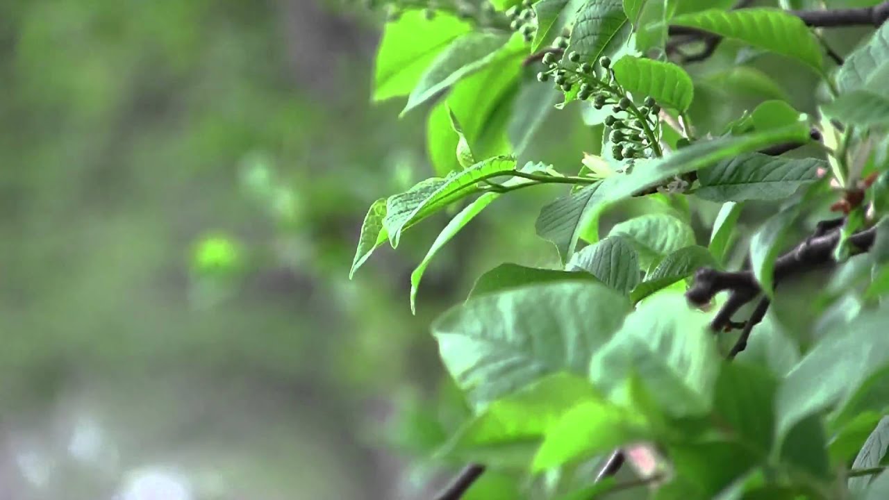 nnnnvad,тест Canon Legria HF S20, весенняя зелень