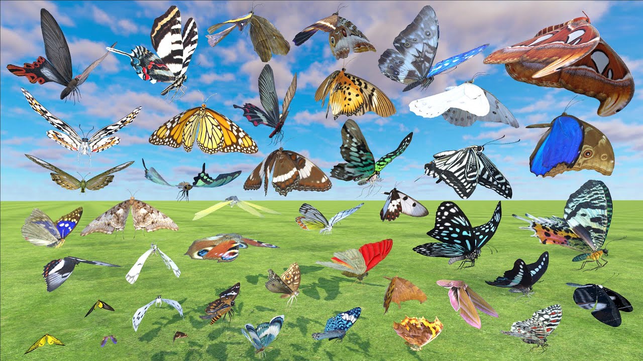 Butterfly and Moth Size Comparison - 3D Animal Animation Comparison