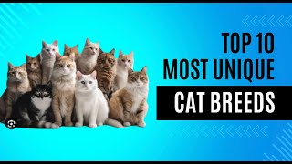 Top 10 most unique cat breeds you need to see.