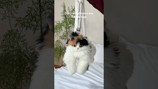 Realistic Cat Bag Is Price Downthe Lowest Price Is 59.39