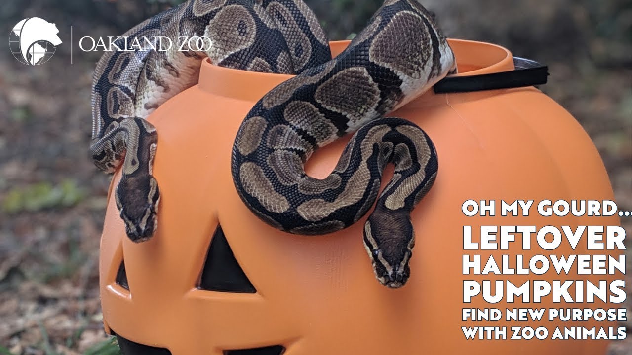 oh-my-gourd-leftover-halloween-pumpkins-find-new-purpose-with-zoo