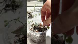 Repotting My Variegated String of Hearts (Ceropegia Woodii)