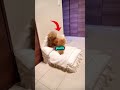 Dog's nighttime trick finally exposed 🎥 #animals #sneaky
