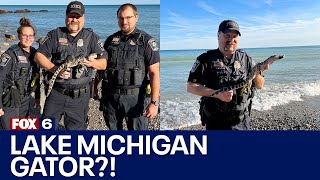 Alligator at Grant Park beach | FOX6 News Milwaukee