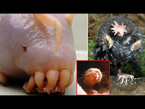 Weirdest Animals Ever Spotted