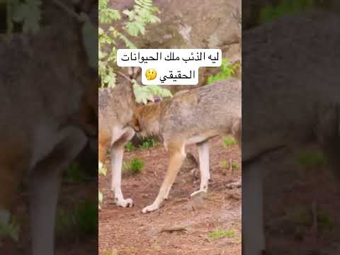 ليه الذئب ملك الحيوانات الحقيقي