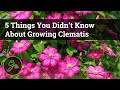 5 Things You Didn’t Know About Growing Clematis / Discover The Secret To Growing Beautiful Vines