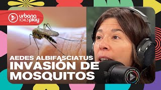 Explosión de Aedes Albifasciatus: mosquito que no necesita calor y no transmite dengue #DeAcáEnMás