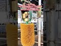Watch cows go wild over their favourite cattle brush.  #cow #cowbrush #animalhealth #farming