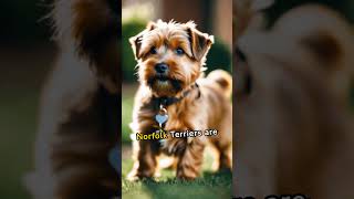 Learn more about Norfolk Terriers #wirycoat #loyal