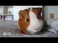 Vlog+sztuczki Tosi ❤🐹