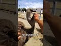 首が膨らんだダチョウ