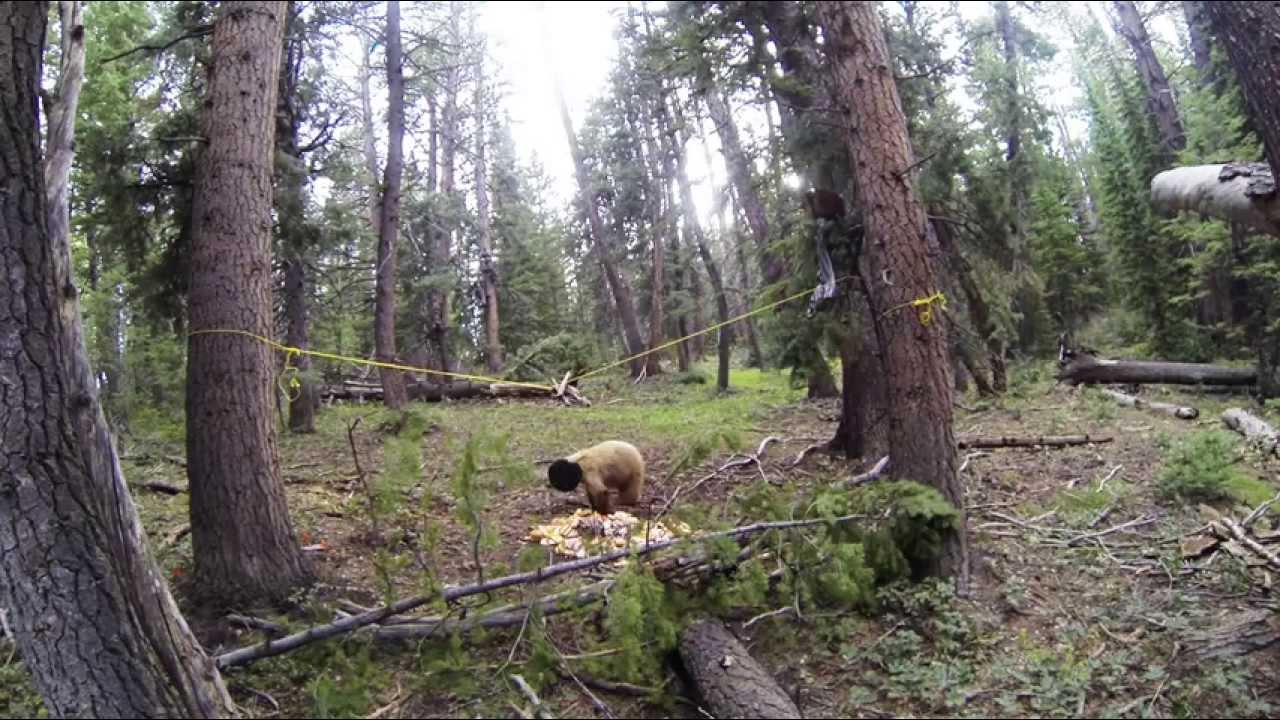 Utah Archery Black Bear Hunt GoPro Hero Slow Motion Kill Shot YouTube