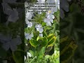The Flower That Helps Save Lives 🌼Hashtags:#Periwinkle #CatharanthusRoseus #agriculture #petalsearch