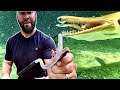 Catching venomous COTTONMOUTH &amp; FEEDING my pet ALLIGATOR GAR