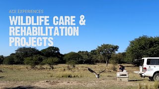 Wildlife Care And Rehabilitation Experiences In Africa