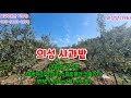 #군위부동산 #군위땅 #의성부동산 #의성땅  #사과밭 로또부동산