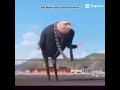 brain