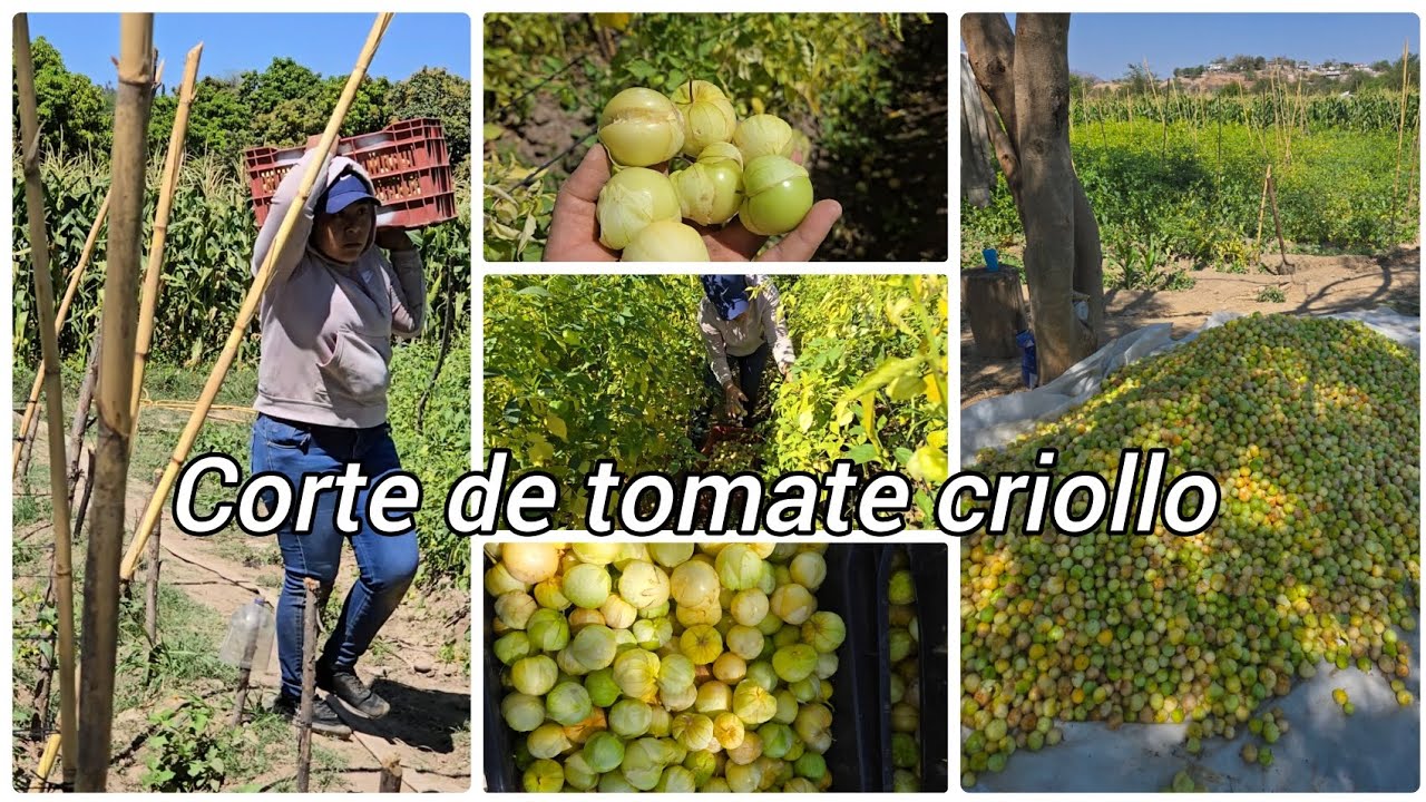 Asi se corta el tomate criollo en la mixteca Oaxaqueña. 