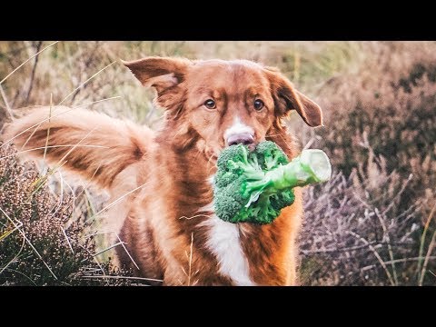 Video: 4 einfache Möglichkeiten, Ihren Hund dazu zu bringen, ihr Gemüse zu essen