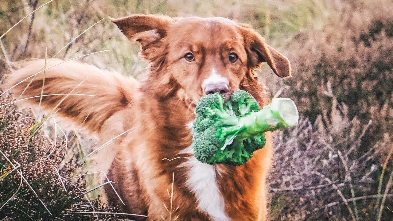 BROKKOLI FÜR DEN HUND Immunstärkendes BARF Rezept immune boosting