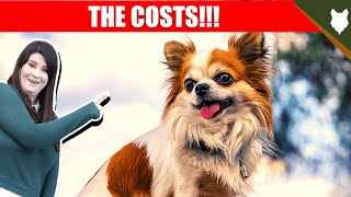 COST OF OWNING CHIHUAHUA