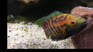 Australoheros Sp Red Ceibal