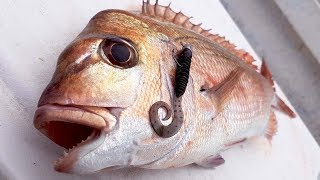 how to catch snapper on soft plastics | Black Soft Plastic challenge screenshot 1