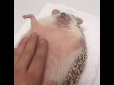 Hedgehog Puppy massage