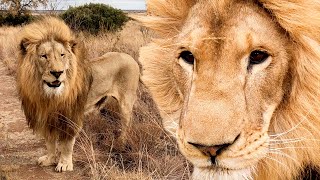 Playful LIONS | The Lion Whisperer