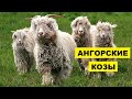 Разведение Ангорской породы коз как бизнес идея | Ангорские козы