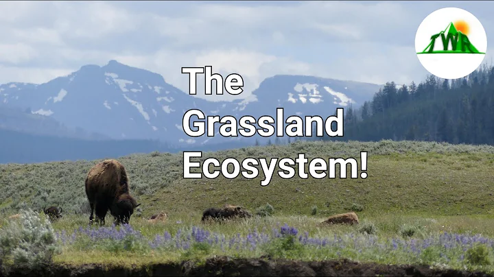 Ecosystems Episode 3: The Grassland Ecosystem! - DayDayNews