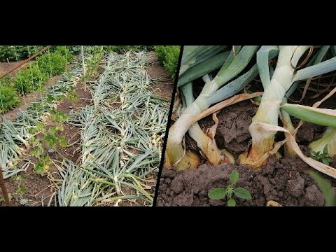 🌱🌿КАК УСКОРИТЬ СОЗРЕВАНИЕ ЛУКА. ПРИГИБАНИЕ ЛУКА. ОТВЕЧАЮ НА ВОПРОС