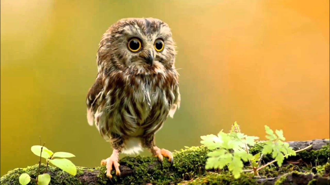 Bird on the Wire Katey Sagal YouTube