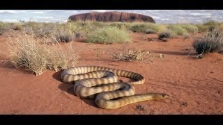 Ömer Bin Abdülaziz Ve Saraka İsimli Bir Cin