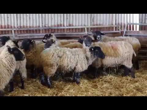 Maedi Visna - a chronic viral disease in sheep.