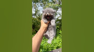 Kitten meowing 😻 to attract cats ! cat sound ! cat voice ! cat videos ! Persian cat ! Cat #cats