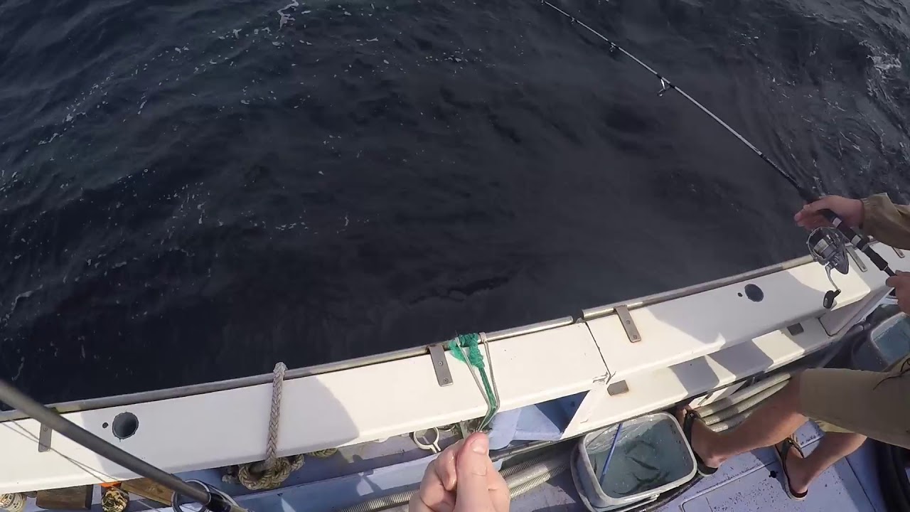 Mahi Mahi fishing off of Yokohama Japan YouTube