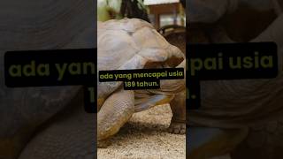 Fakta menarik kura-kura & Penyu#faktamenarik #kurakura #shortvideo #shortsfeed #shorts