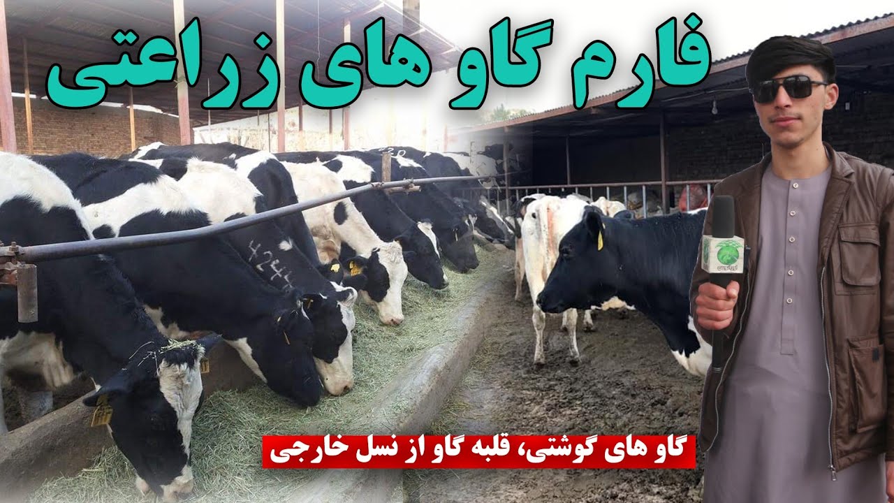 فارم گاو های زراعتی در کندز | گاو های گوشتی | قلبه گاو| از نسل خارجی Agricultural_Cattel_Farm_Kunduz