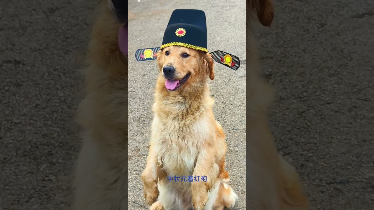 Центр экспертов TikTok по игре с милыми питомцами: запись роста милого маленького питомца