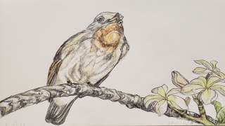 How Easy to Draw Warbler Bird and Fill with Color Pencil