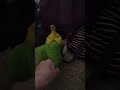 Jr's Cookie Crisp but with Plushies (Part 7) #sml #shorts #funny