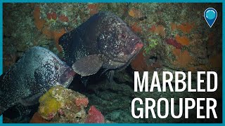 Marbled Grouper near Flower Garden Banks National Marine Sanctuary
