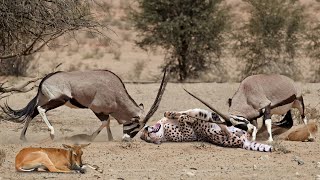 Omg! Mother Gemsbok Knock Down Cheetah With Their Horns To Save Her Baby - Gemsbok Vs Lions, Cheetah