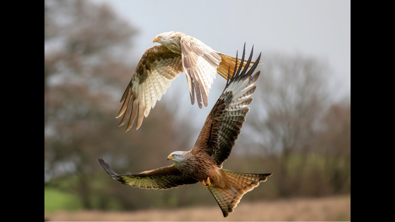 How to identify birds of prey  Herts and Middlesex Wildlife Trust