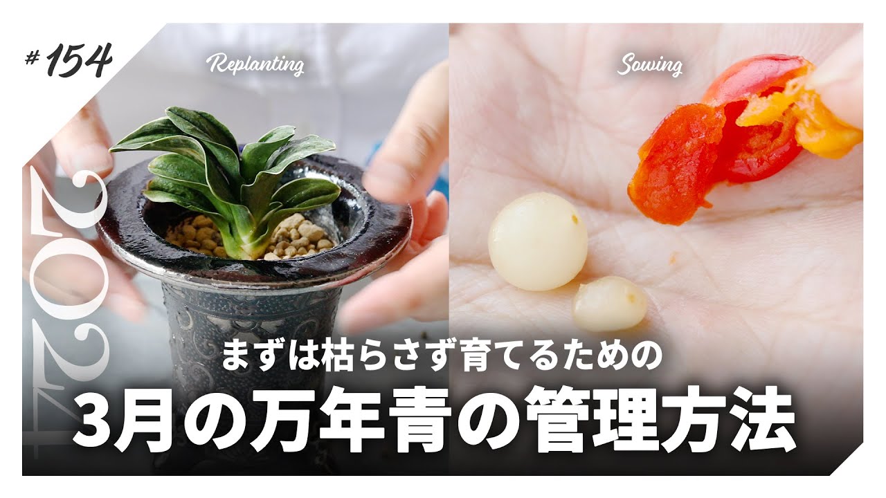 【おもと】3月の万年青の管理方法｜LED管理/屋外管理｜植え替え/実生・播種